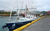 Die Walschützerorganisation IFAW Research mit der SY "Song of the whale" im Hafen von Keflavik